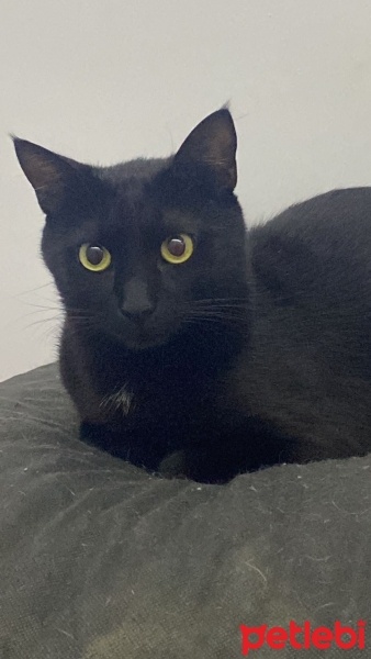 Tekir Kedi, Kedi  siyah fotoğrafı