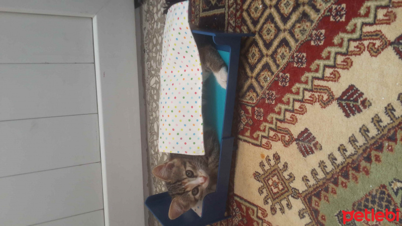 Tekir Kedi, Kedi  fıstık  fotoğrafı