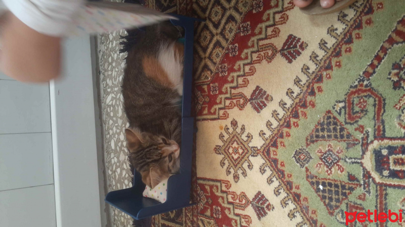 Tekir Kedi, Kedi  fıstık  fotoğrafı