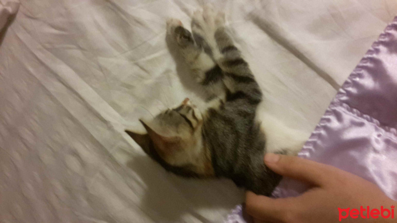 Tekir Kedi, Kedi  fıstık  fotoğrafı