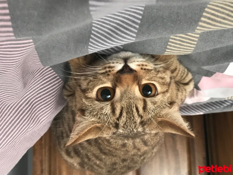 British Shorthair, Kedi  kumpir fotoğrafı