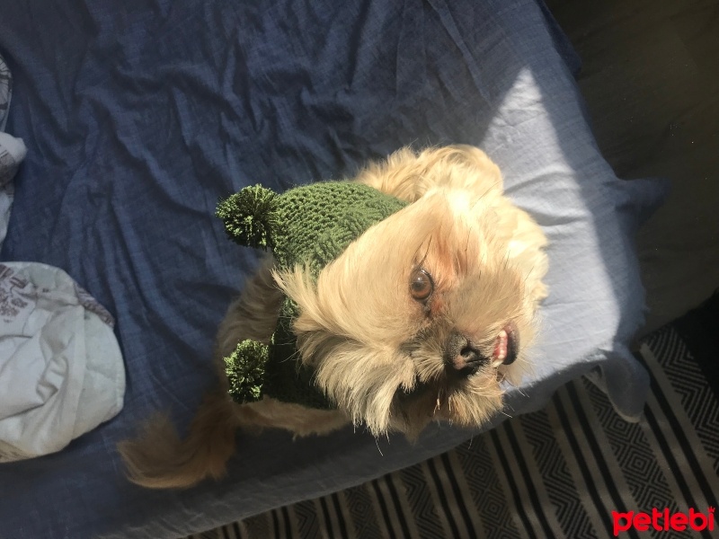 Shih Tzu, Köpek  paspas fotoğrafı