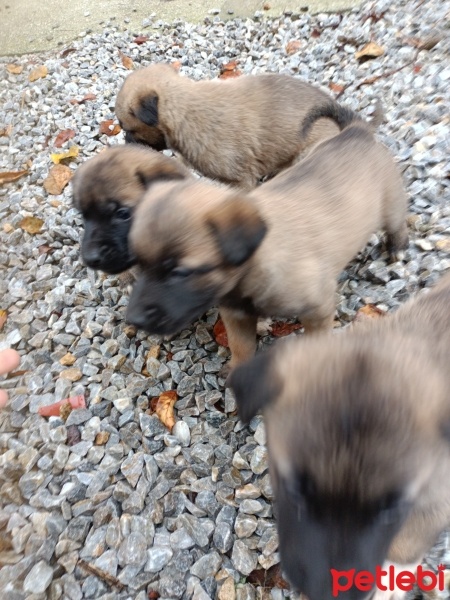Belçika Malinois, Köpek  Kurt fotoğrafı