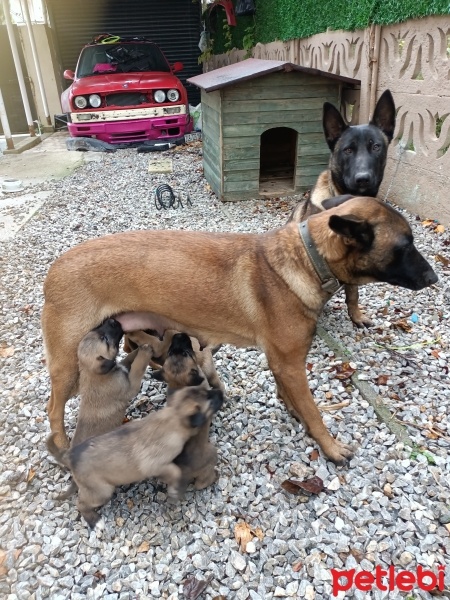Belçika Malinois, Köpek  Kurt fotoğrafı
