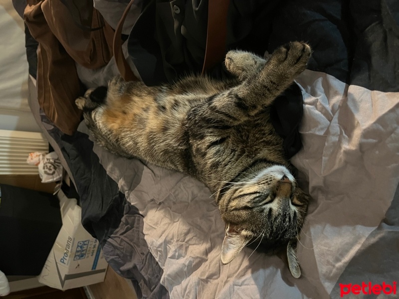 Tekir Kedi, Kedi  Künefe fotoğrafı