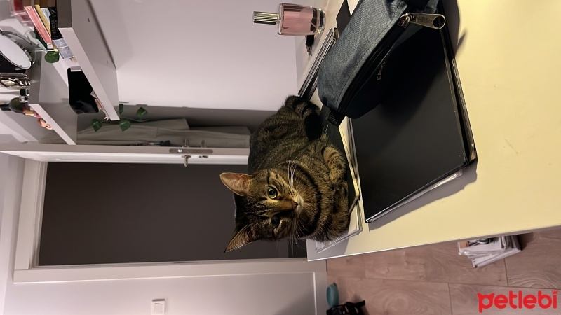Tekir Kedi, Kedi  Künefe fotoğrafı