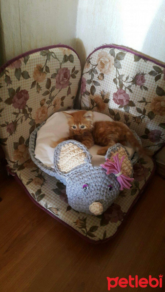 Tekir Kedi, Kedi  Çiko fotoğrafı