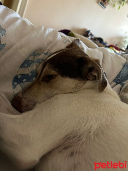 İtalyan Tazısı, Köpek  BALERİN fotoğrafı