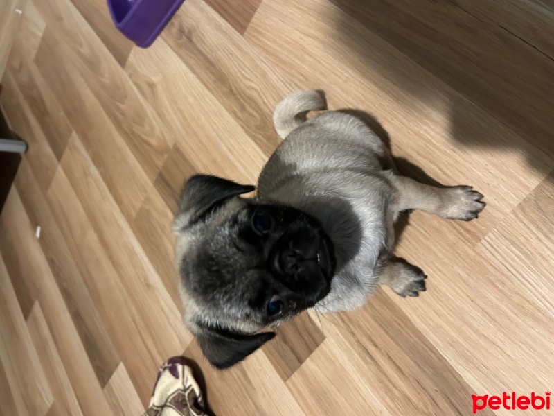 Pug, Köpek  İsmi yok fotoğrafı
