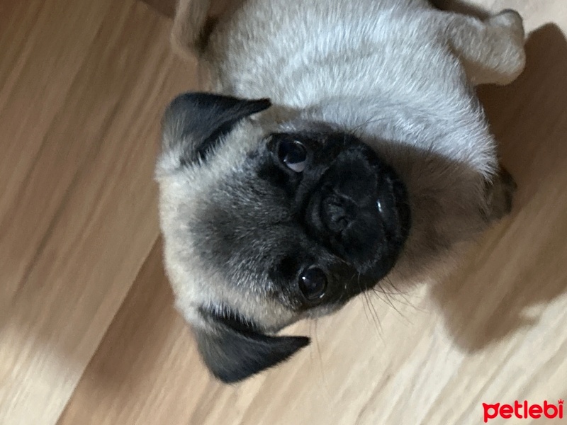 Pug, Köpek  İsmi yok fotoğrafı