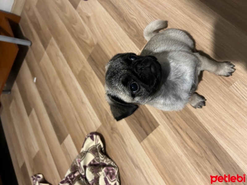 Pug, Köpek  İsmi yok fotoğrafı