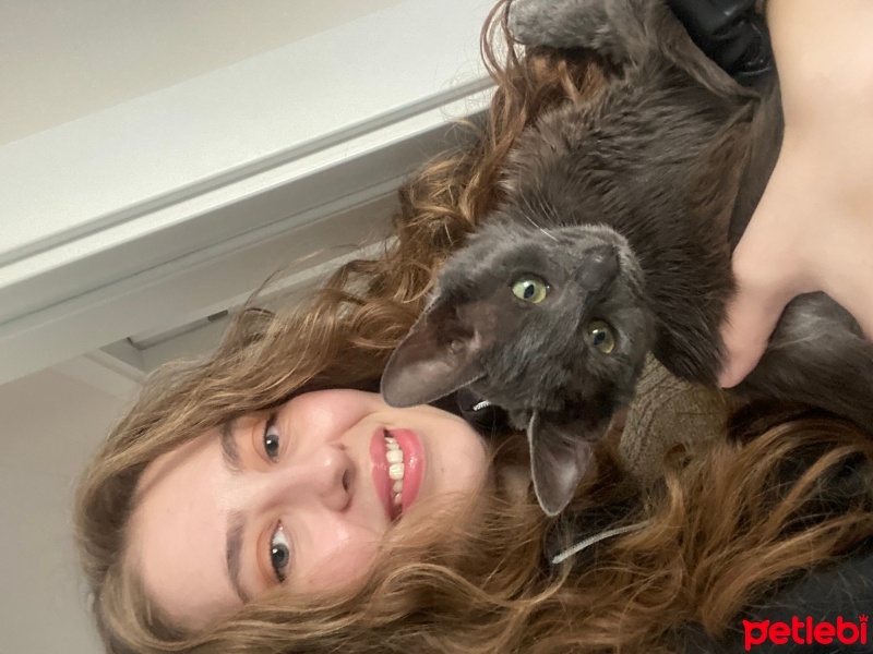 Tekir Kedi, Kedi  Gece fotoğrafı