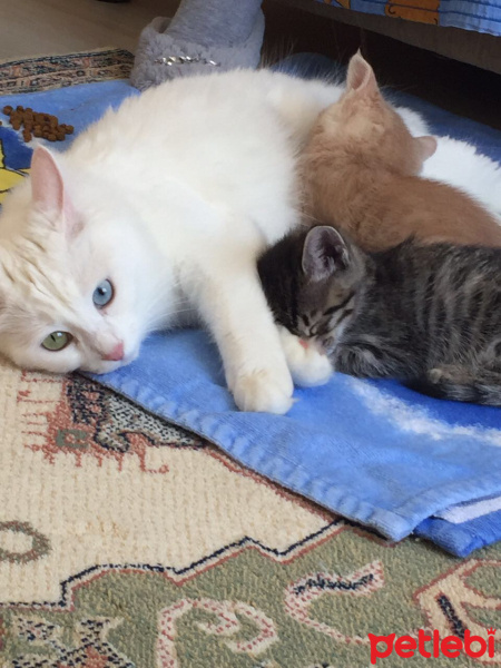Ankara Kedisi, Kedi  Kadife  fotoğrafı
