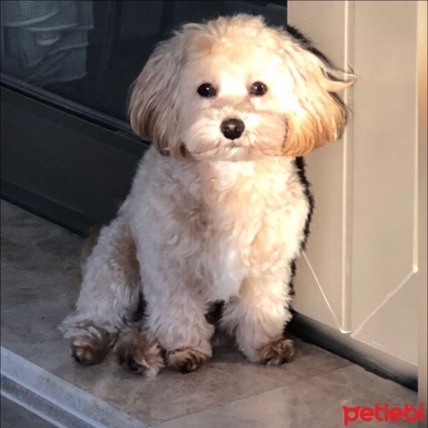 Maltese, Köpek  Robi fotoğrafı