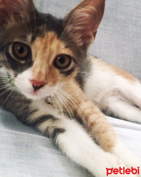 Tekir Kedi, Kedi  çamur fotoğrafı