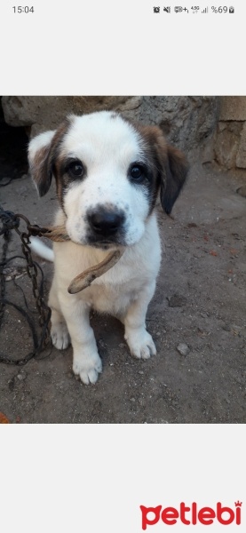 Sokö (Sokak Köpeği), Köpek  Bulut fotoğrafı