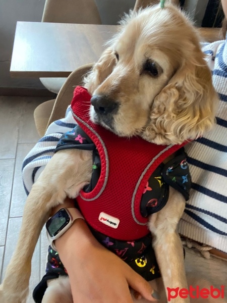 İngiliz Cocker Spaniel, Köpek  Maya fotoğrafı