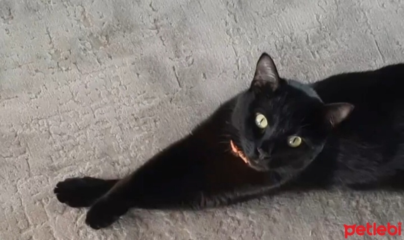 Bombay, Kedi  Gece fotoğrafı