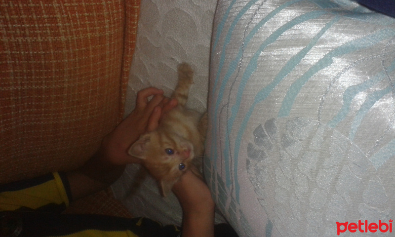 Tekir Kedi, Kedi  Oscar fotoğrafı