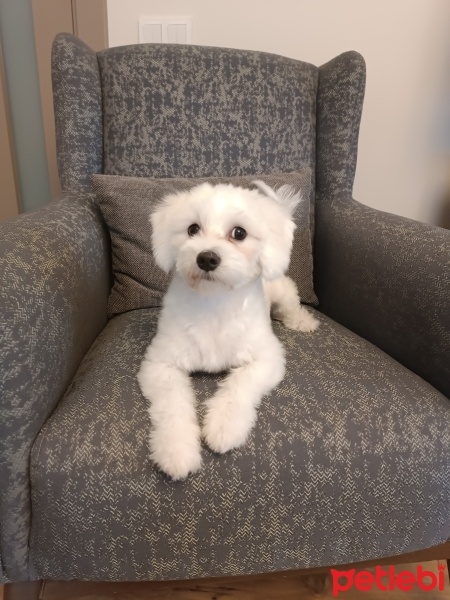 Maltese, Köpek  LUNA fotoğrafı
