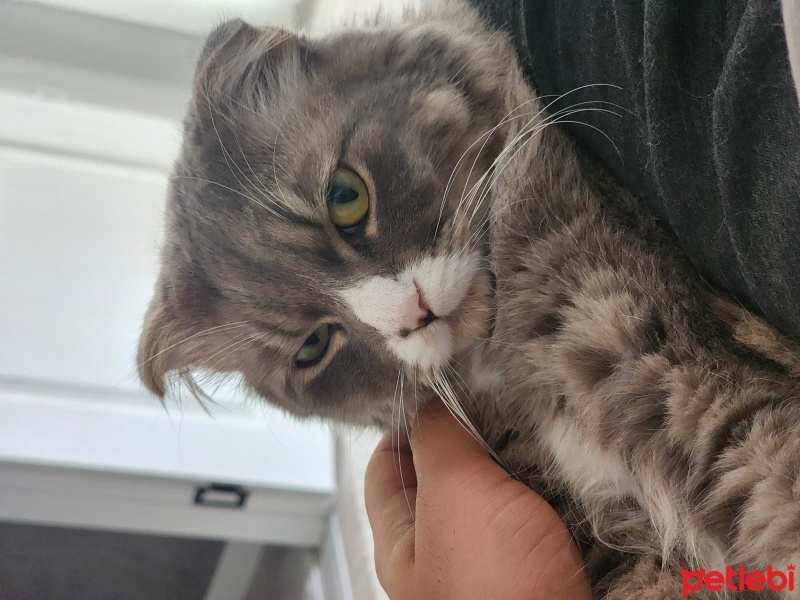British Longhair, Kedi  Pars fotoğrafı