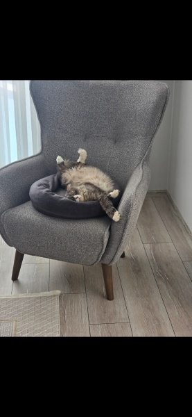 British Longhair, Kedi  Pars fotoğrafı