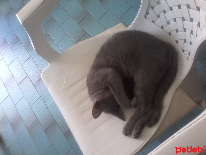 Mavi Rus, Kedi  Pamuk hanım fotoğrafı