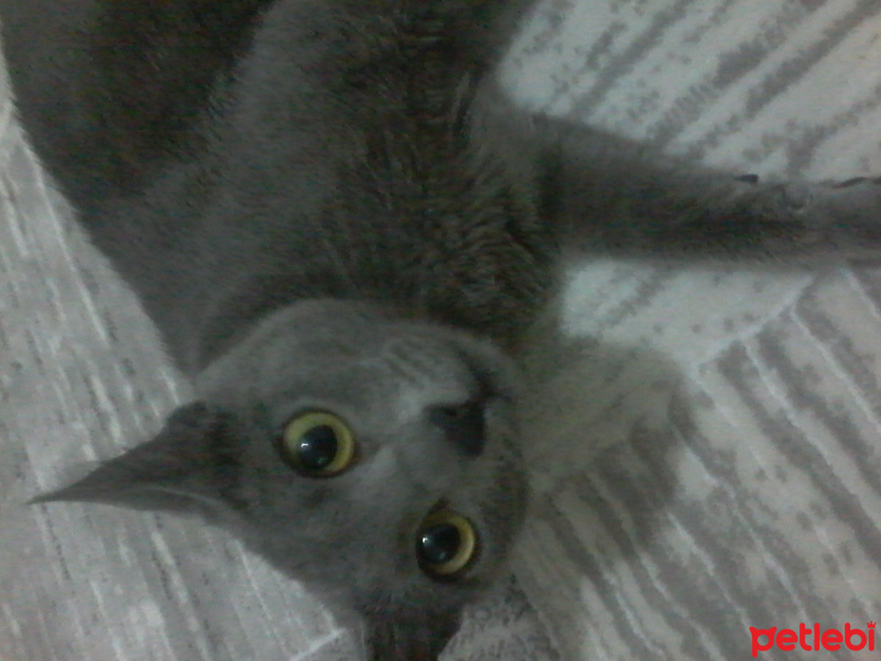Mavi Rus, Kedi  Pamuk hanım fotoğrafı