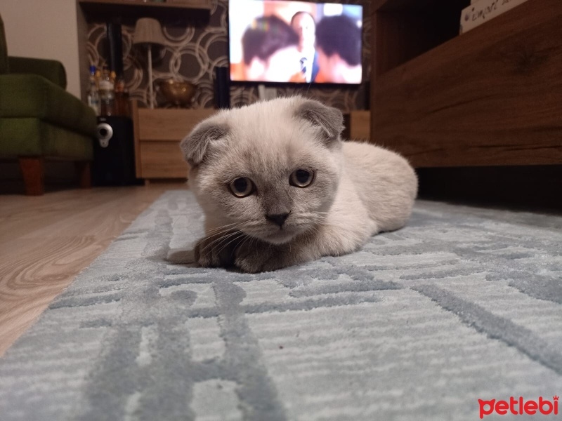Scottish Fold, Kedi  Tek fotoğrafı