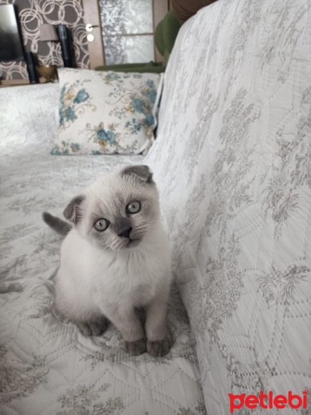 Scottish Fold, Kedi  Tek fotoğrafı