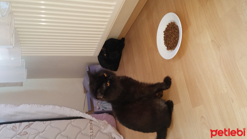 British Shorthair, Kedi  Escobar fotoğrafı