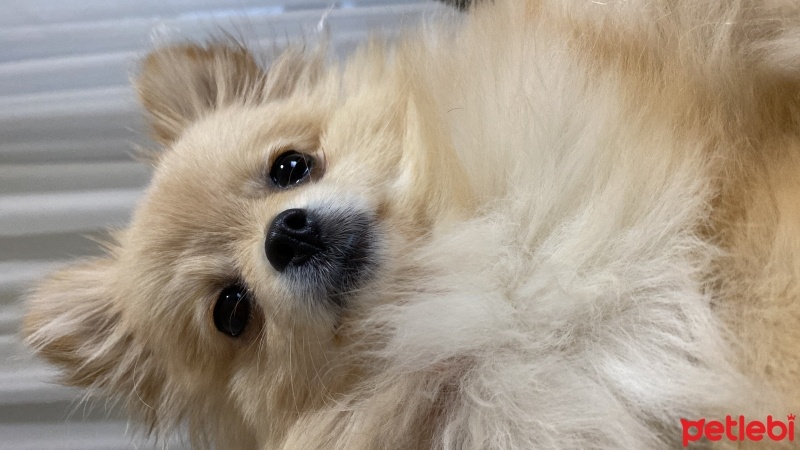 Pomeranyalı, Köpek  Kaju fotoğrafı