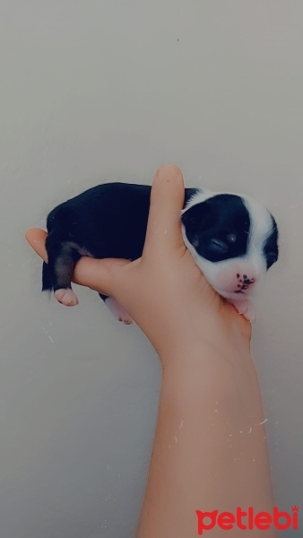 Chihuahua, Köpek  Belli değil fotoğrafı