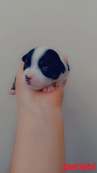 Chihuahua, Köpek  Belli değil fotoğrafı