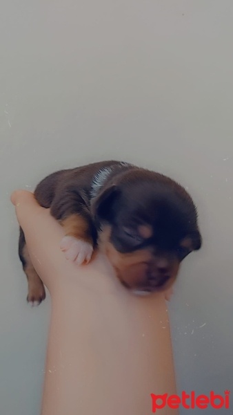 Chihuahua, Köpek  Belli değil fotoğrafı
