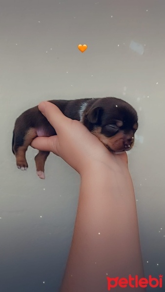 Chihuahua, Köpek  Belli değil fotoğrafı