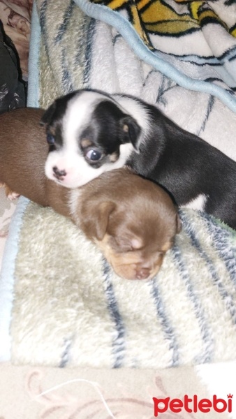 Chihuahua, Köpek  Belli değil fotoğrafı