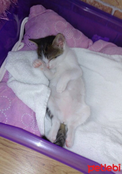 Tekir Kedi, Kedi  Minnak fotoğrafı