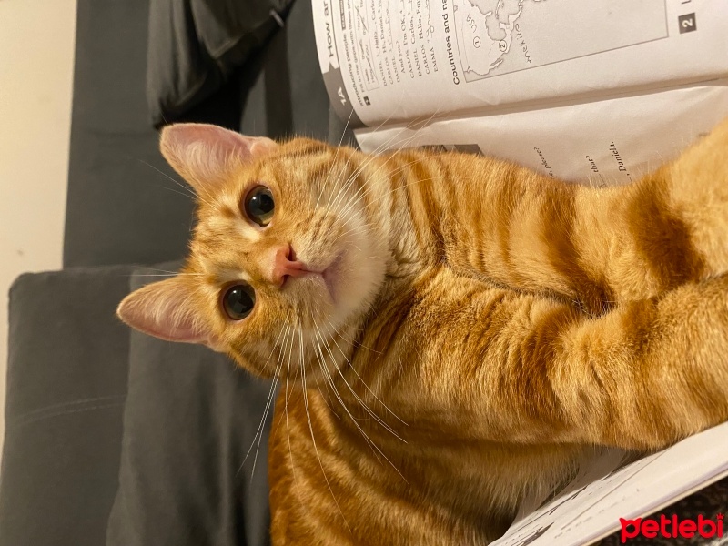 Sarman, Kedi  Güneş fotoğrafı
