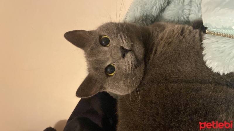 Mavi Rus, Kedi  Bulut fotoğrafı
