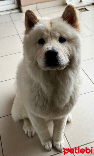 Chow Chow (çin Aslanı), Köpek  Jack fotoğrafı