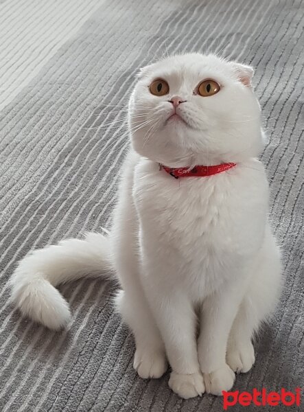 Scottish Fold, Kedi  Chanel fotoğrafı