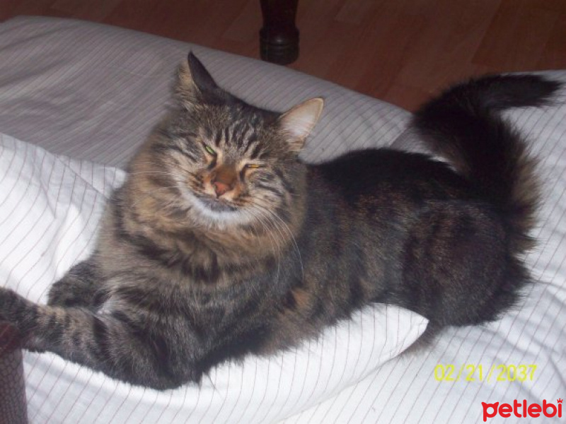 Tekir Kedi, Kedi  Felix  fotoğrafı