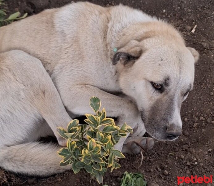 Sokö (Sokak Köpeği), Köpek  Kocabaş fotoğrafı