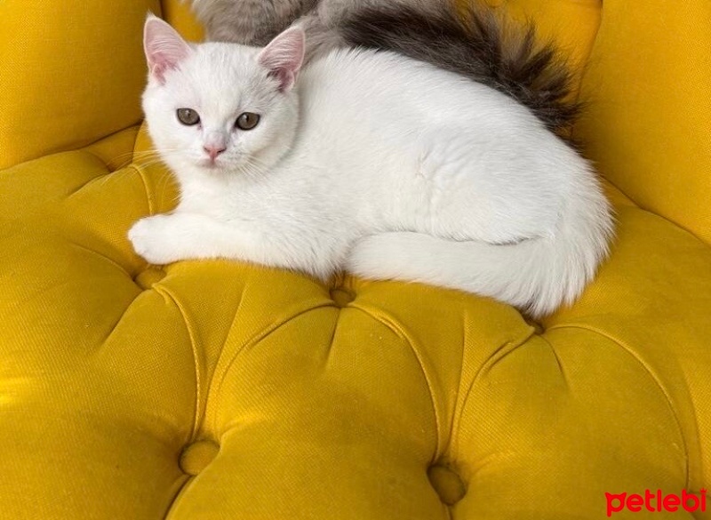 British Shorthair, Kedi  Peynir fotoğrafı