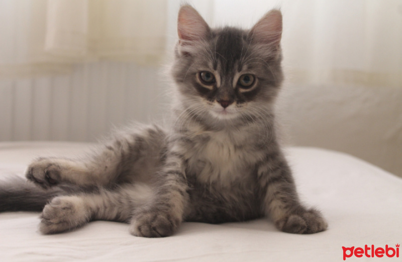 İran Kedisi (Persian), Kedi  Pati fotoğrafı