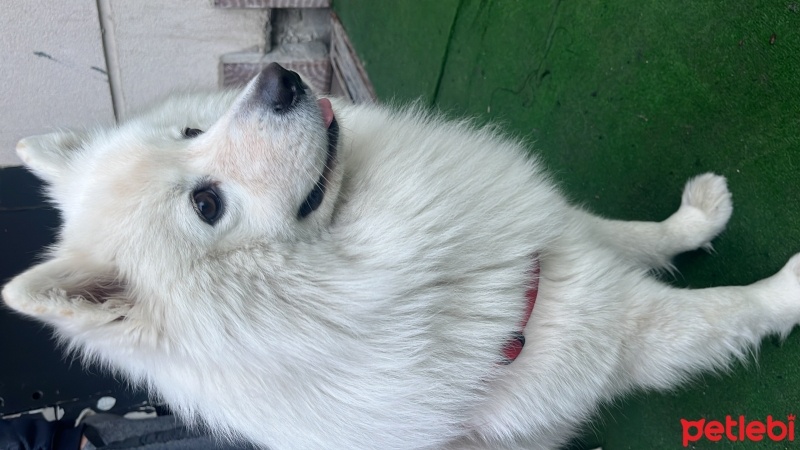 Samoyed, Köpek  Ice fotoğrafı