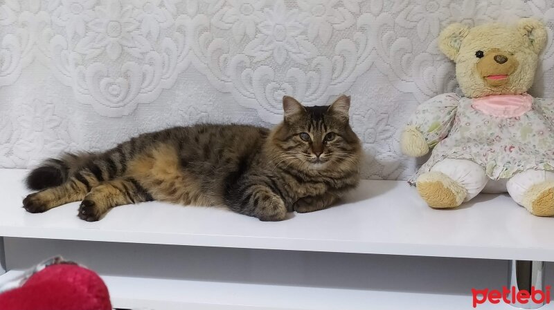 Tekir Kedi, Kedi  Minyon fotoğrafı