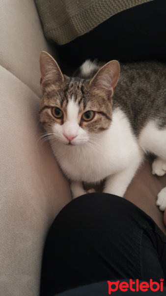Tekir Kedi, Kedi  Pıtır fotoğrafı
