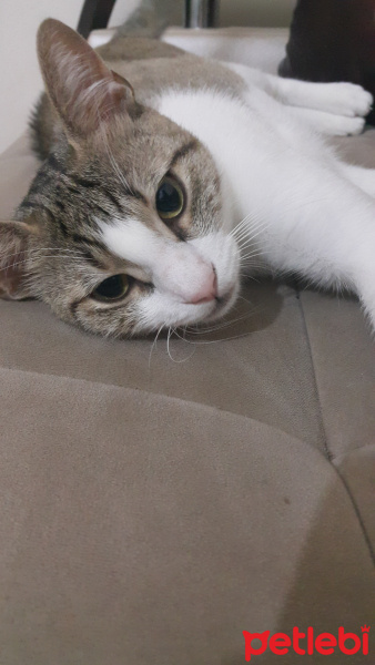 Tekir Kedi, Kedi  Pıtır fotoğrafı